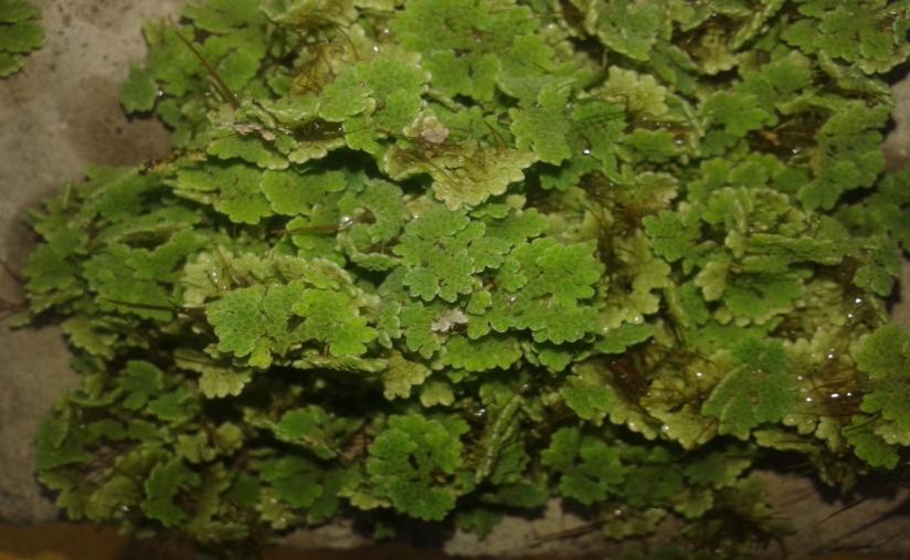 Azolla cultivation